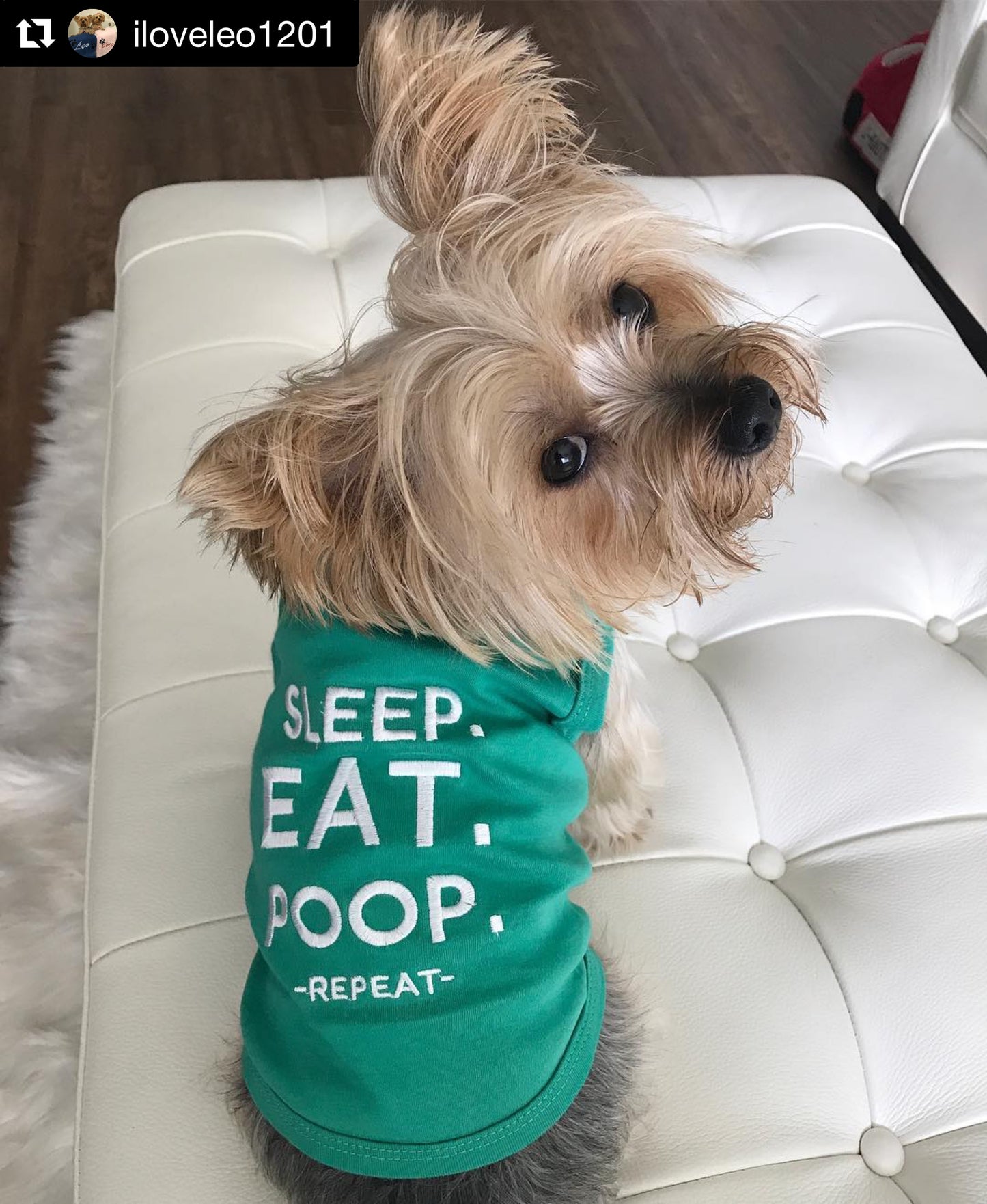 Sleep Eat Poop