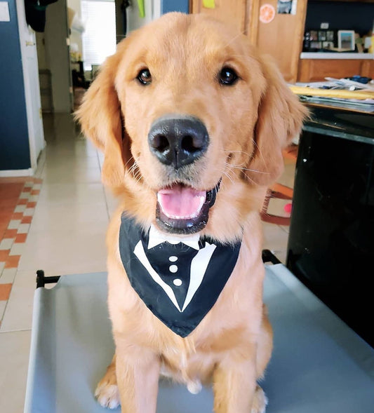 Tuxedo Bandana