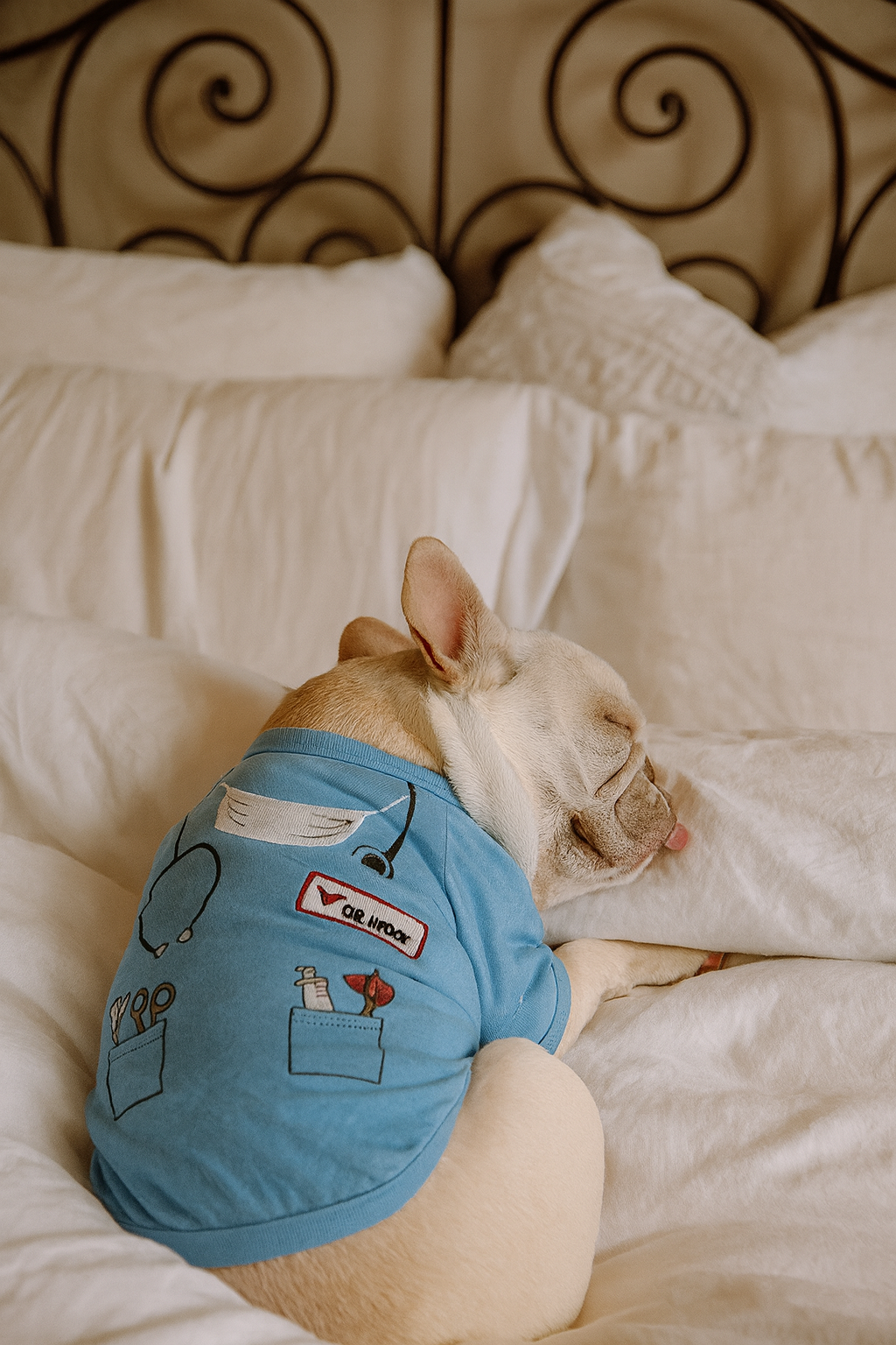 Dr Woof