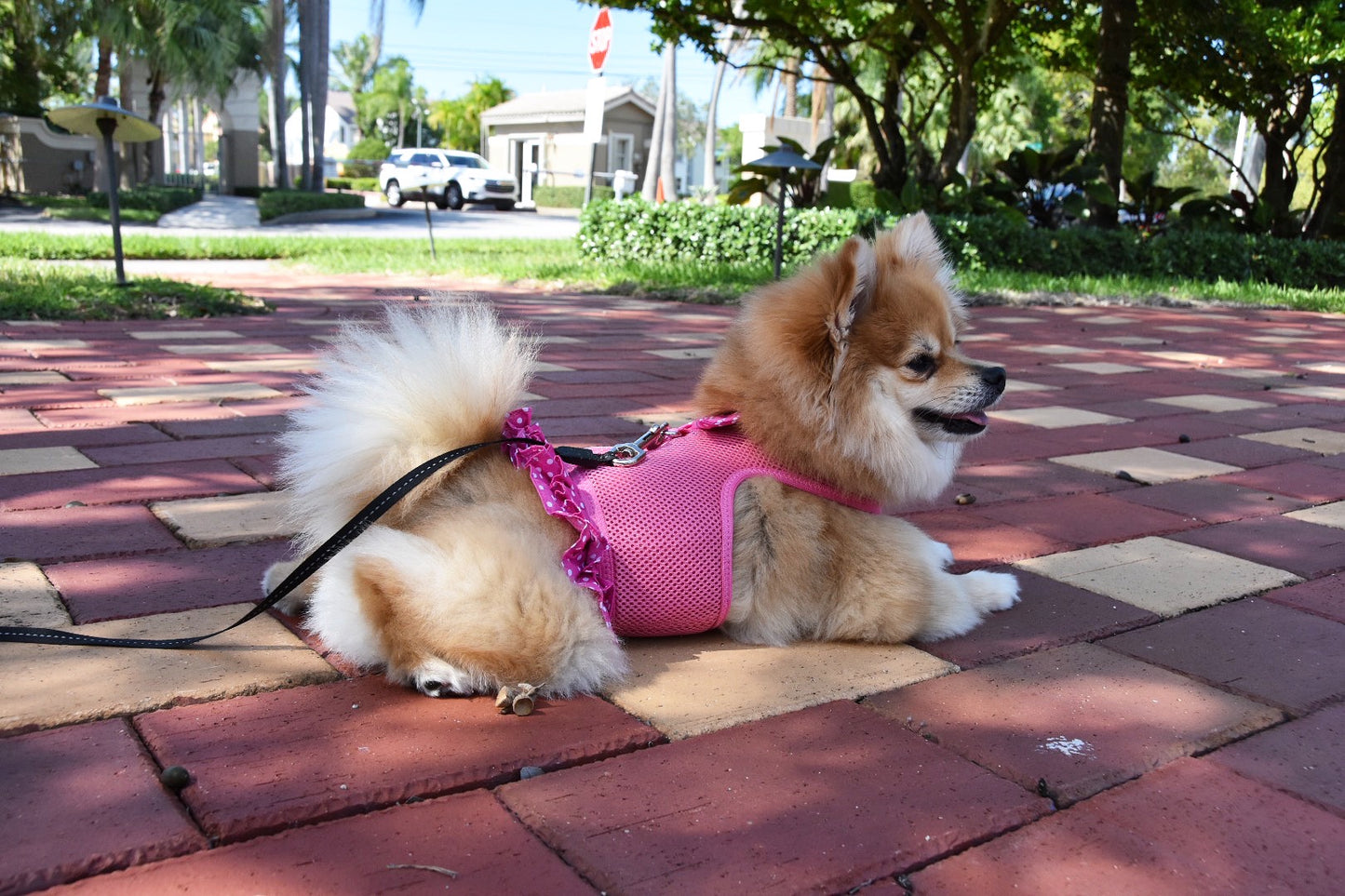 Polka Dot Harness Dress, Pink