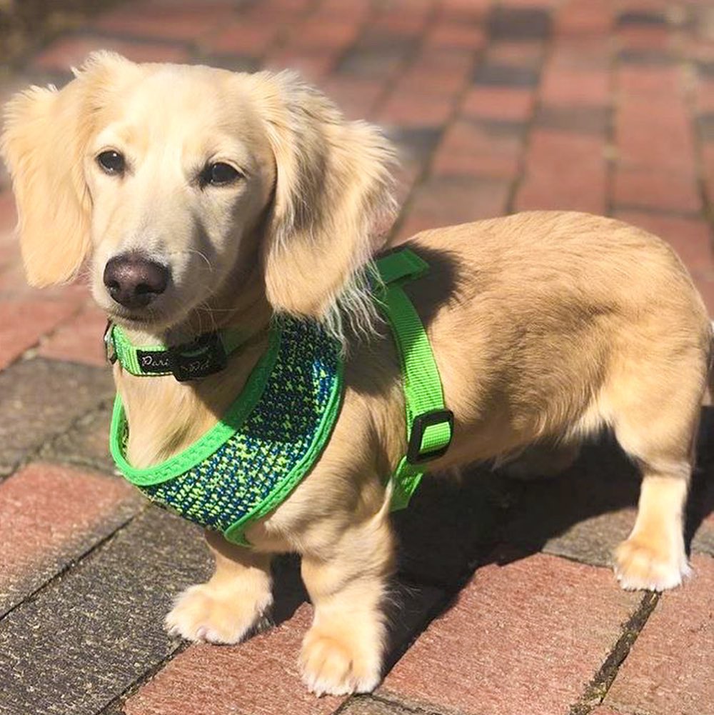 Sport Net Harness - Green-Blue