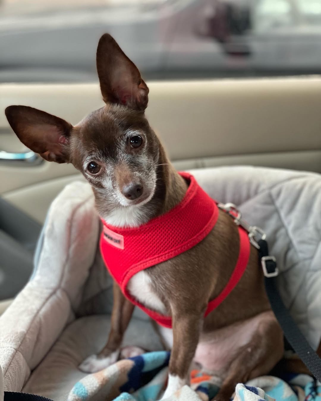 Freedom Harness - Red