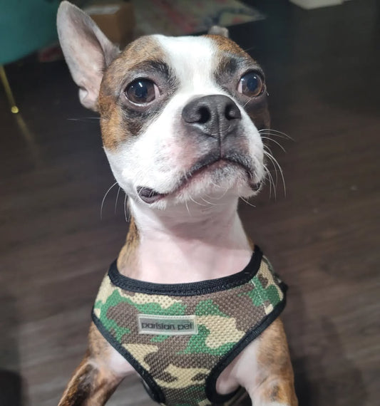 Freedom Harness - Camo