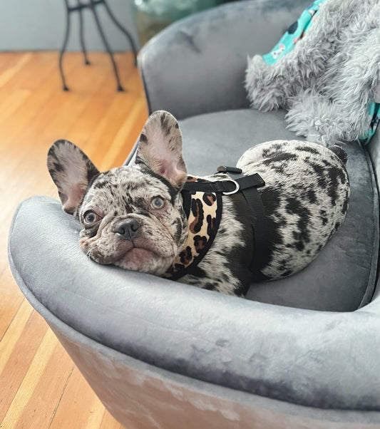 Freedom Harness - Leopard