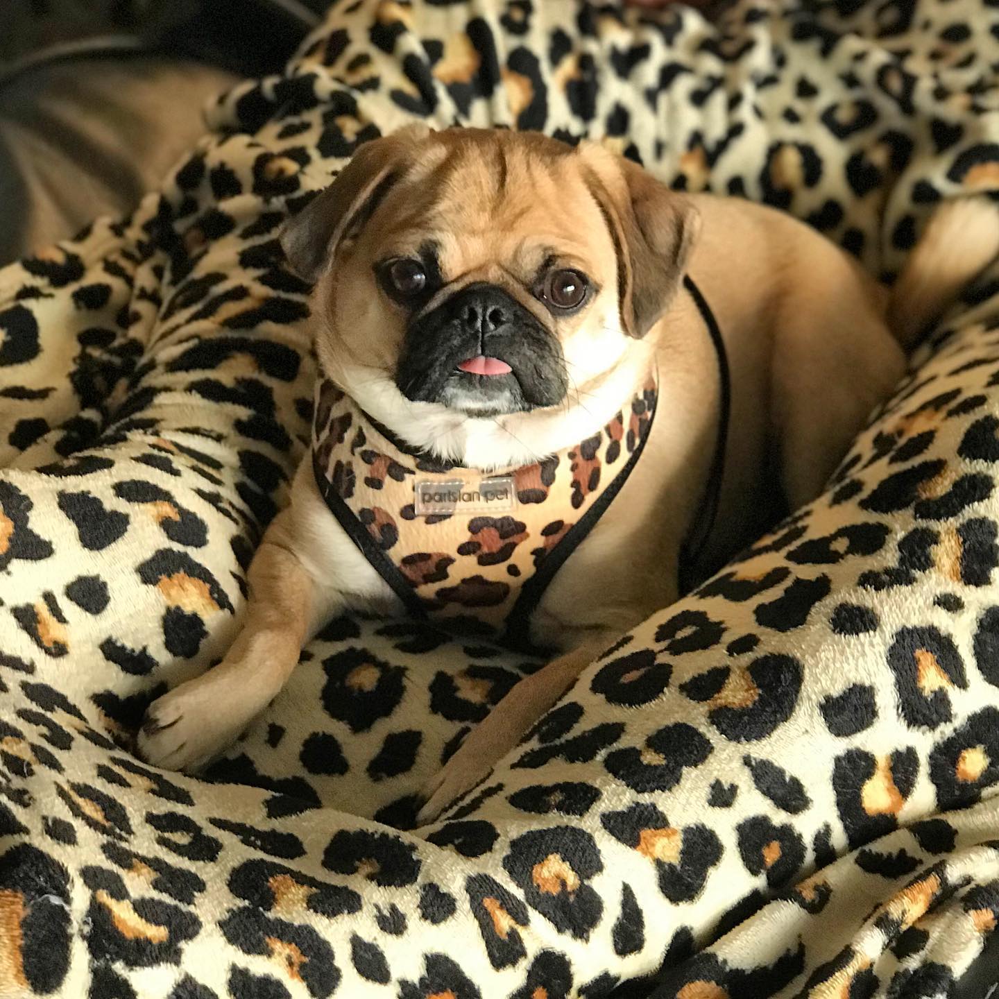 Freedom Harness - Leopard