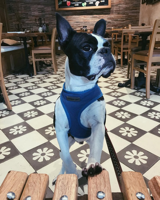 Freedom Harness - Neon Blue