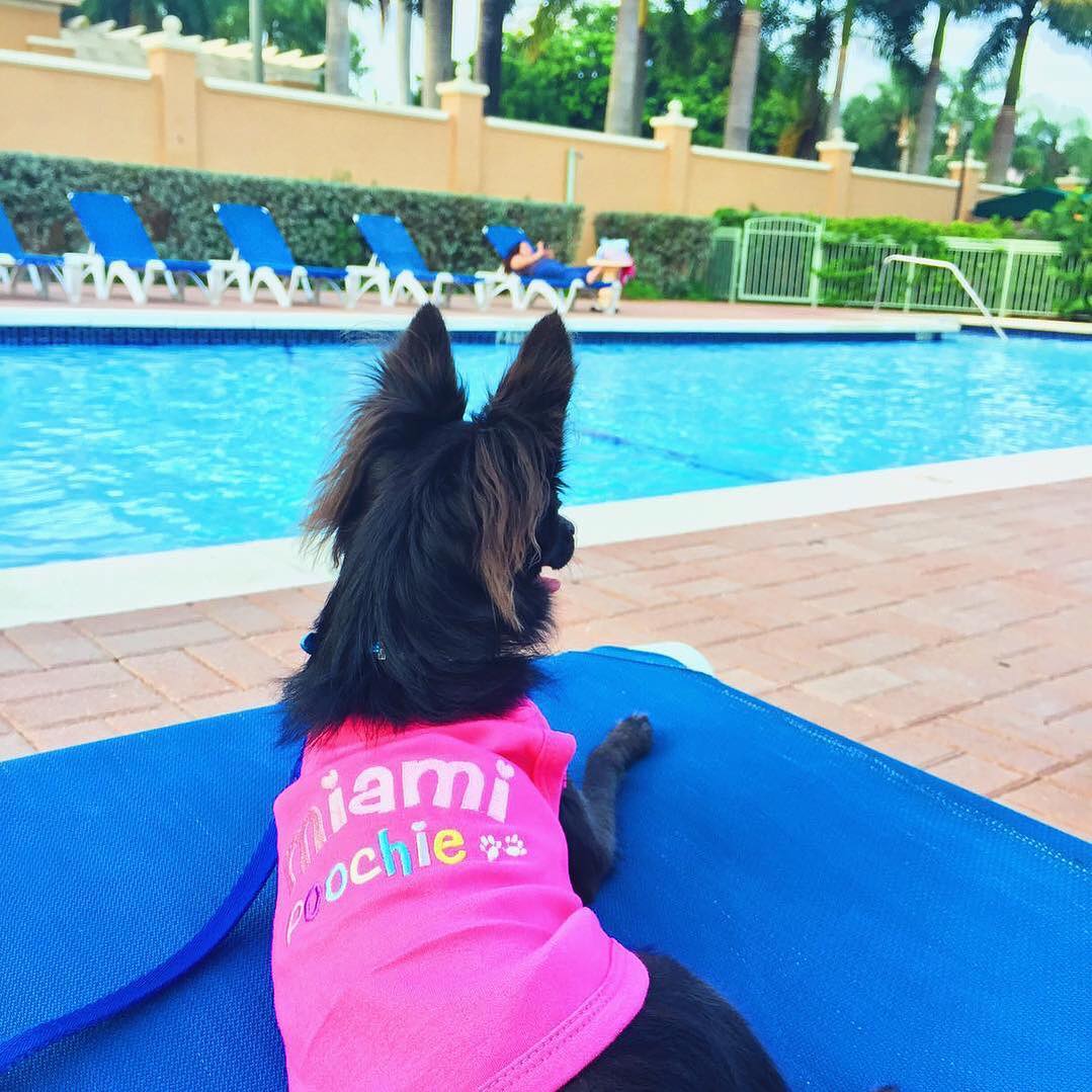 Miami Poochie