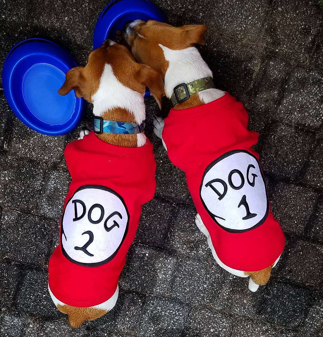 Dog 1