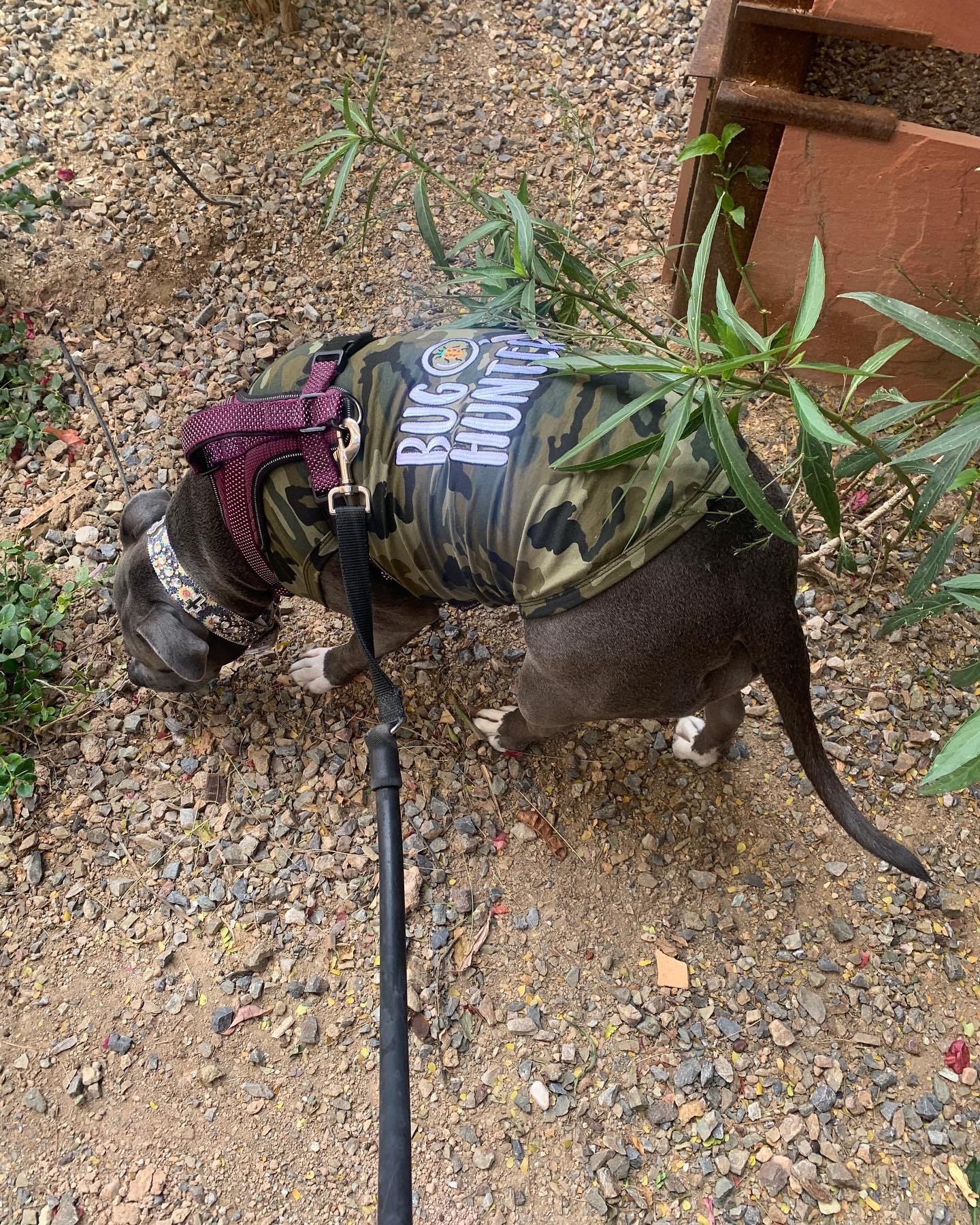 Bug Hunter