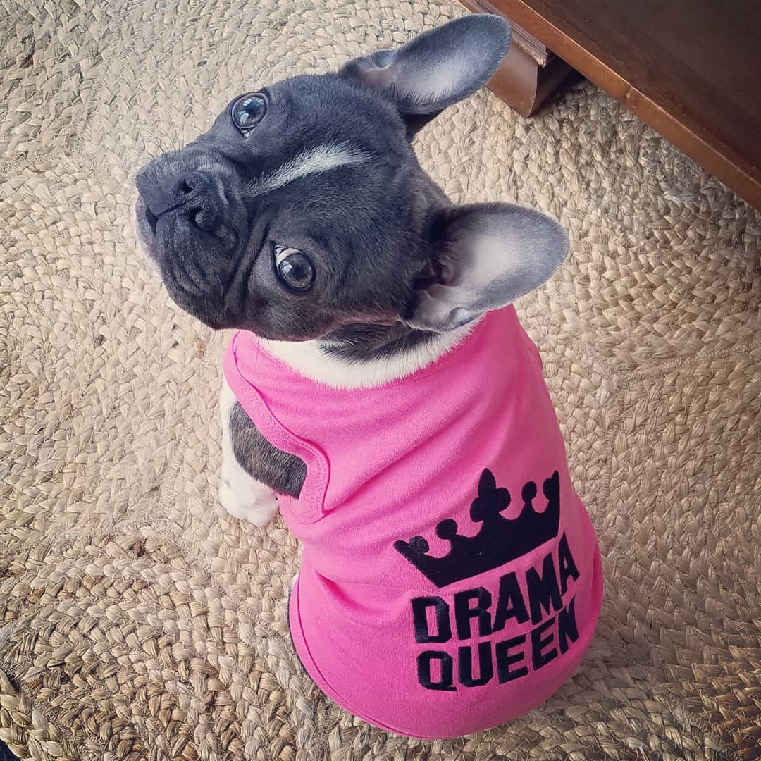 Drama Queen