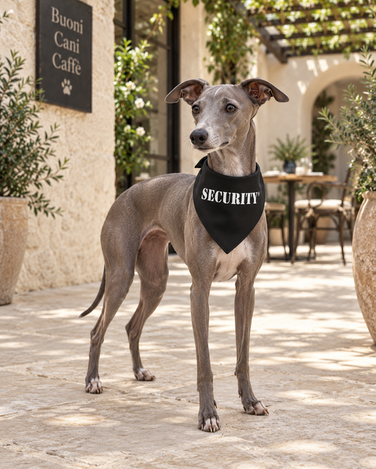 Italian Greyhound wearing a black Parisian Pet Security Bandana with bold white lettering, standing in a Mediterranean-style pet-friendly café courtyard.