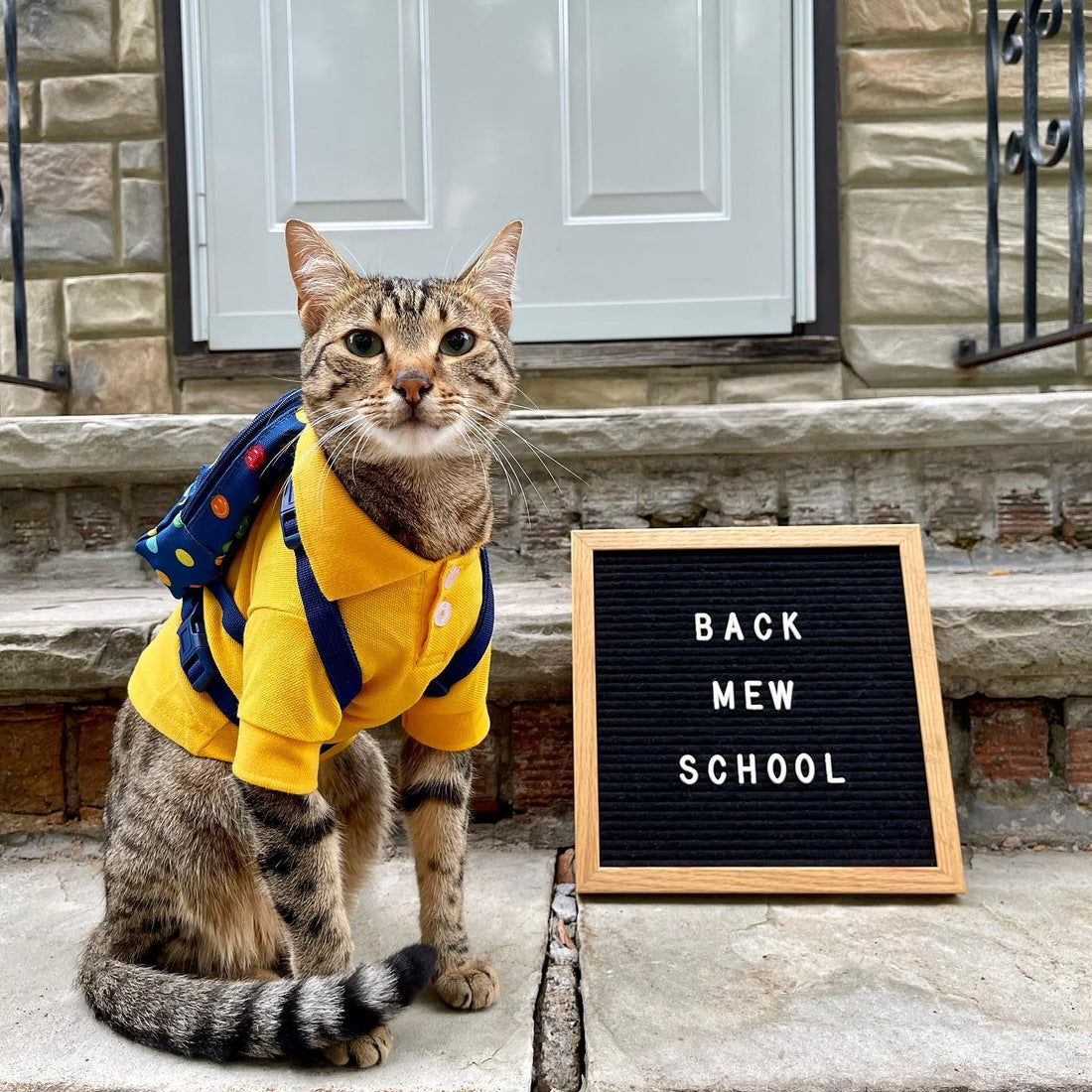 How to Leverage Non-Traditional Dates in Pet Store Marketing