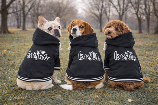 Weather-Ready Pet Apparel: Smooth Winter-to-Spring Transitions