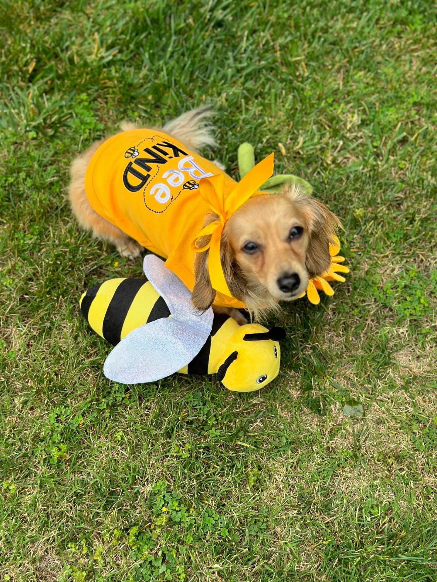 Bee Kind