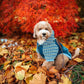 Denim Striped Hoodie, Blue
