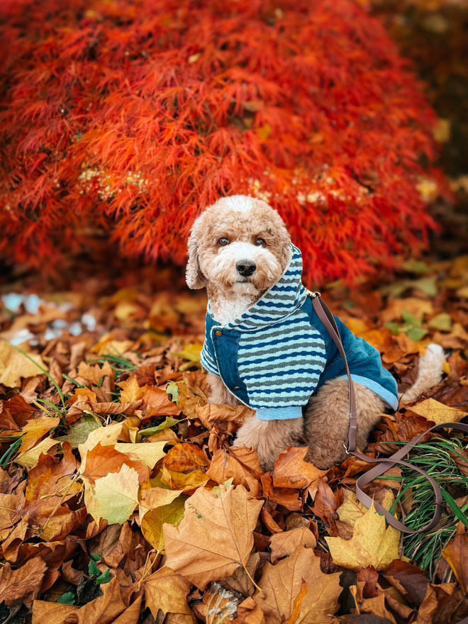 Denim Striped Hoodie, Blue