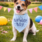 Birthday Boy Bandana