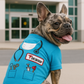 Dr Woof