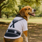 Sailor Dog