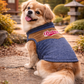 Denim Suede Jacket