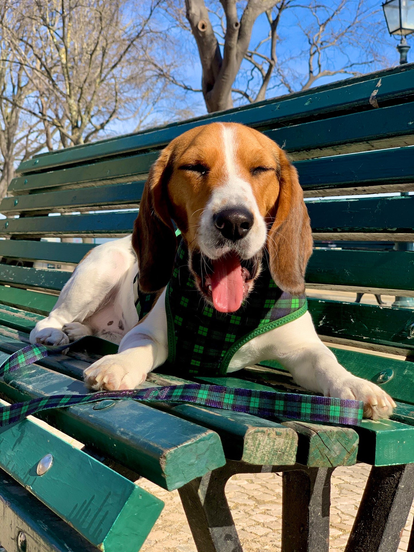 Freedom Harness Scottish Green/Blue