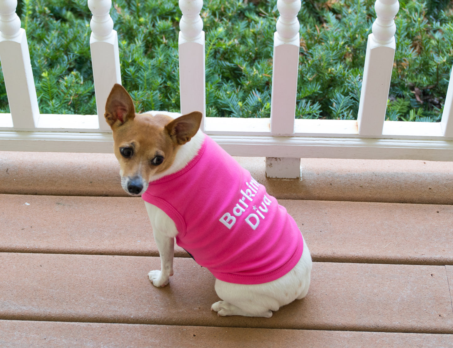 Barking Diva