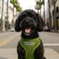 Freedom Harness - Green