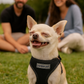 Freedom Harness - Black