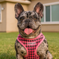 Freedom H. - Pink Houndstooth