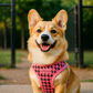 Freedom H. - Pink Houndstooth