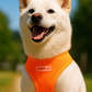 Freedom Harness - Neon Orange