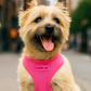 Freedom Harness - Neon Pink