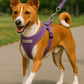 Freedom Harness - Lilac