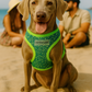 Sport Net Harness - Green-Blue