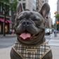 Freedom Harness, Khaki Plaid