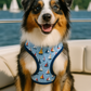 Freedom Harness - Sail Boats