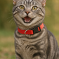 Nylon Collar - Red