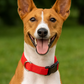 Nylon Collar - Red