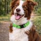 Nylon Collar - Green