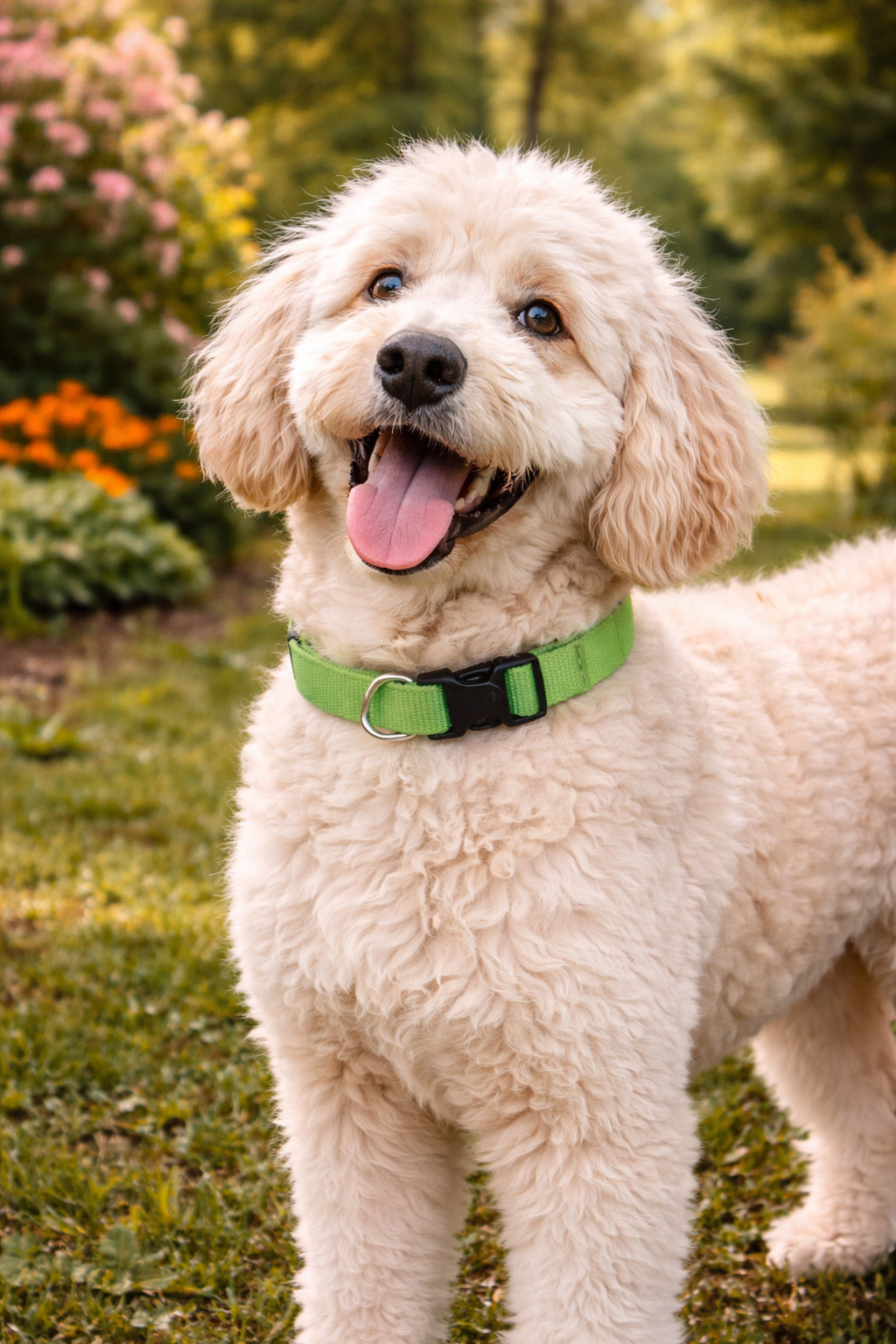 Nylon Collar - Green