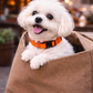 Nylon Collar - Orange