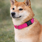 Nylon Collar - Neon Pink
