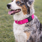 Nylon Collar - Neon Pink