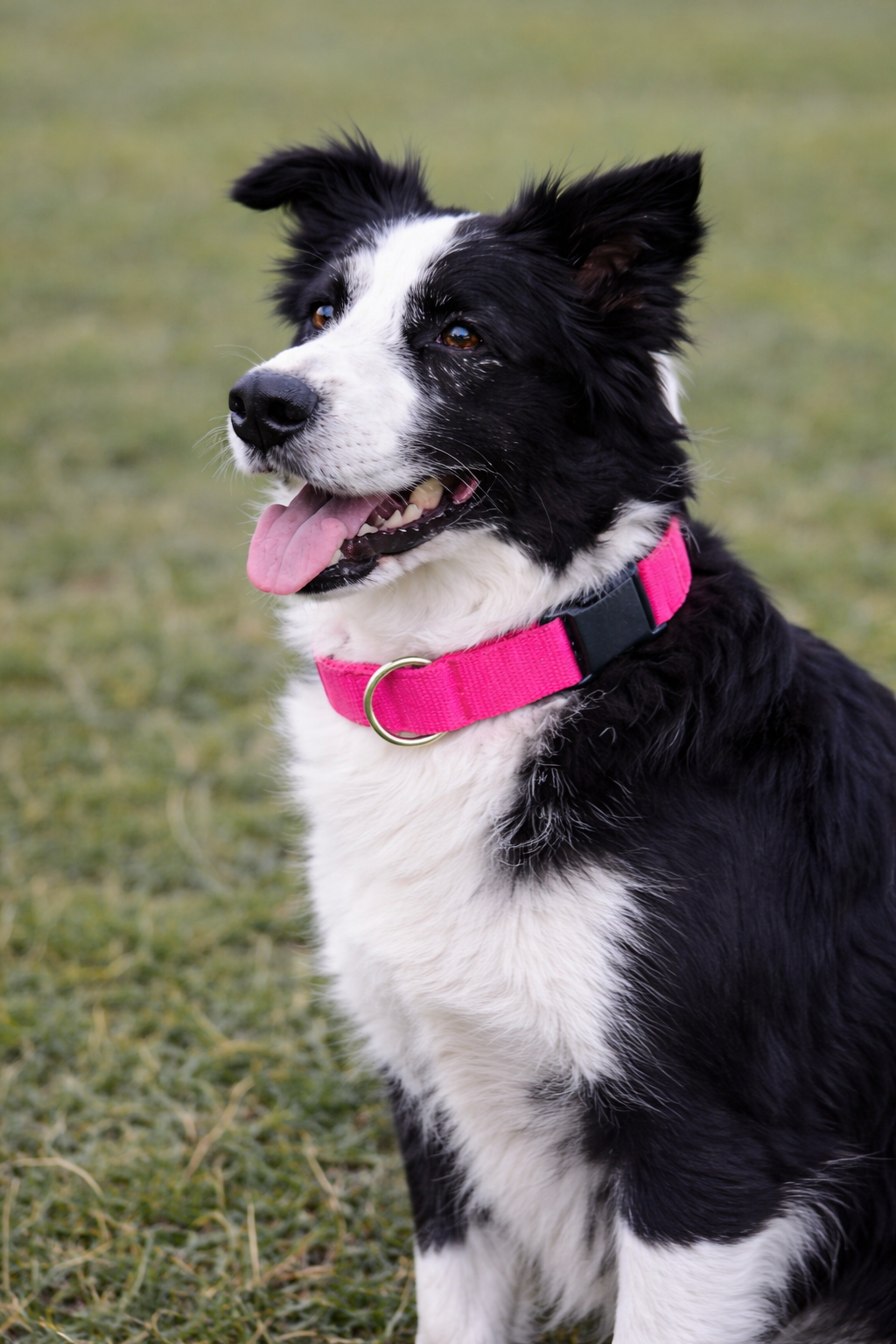 Nylon Collar - Neon Pink
