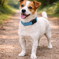 Nylon Collar - Light Blue