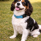 Nylon Collar - Light Blue