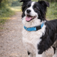 Nylon Collar - Light Blue