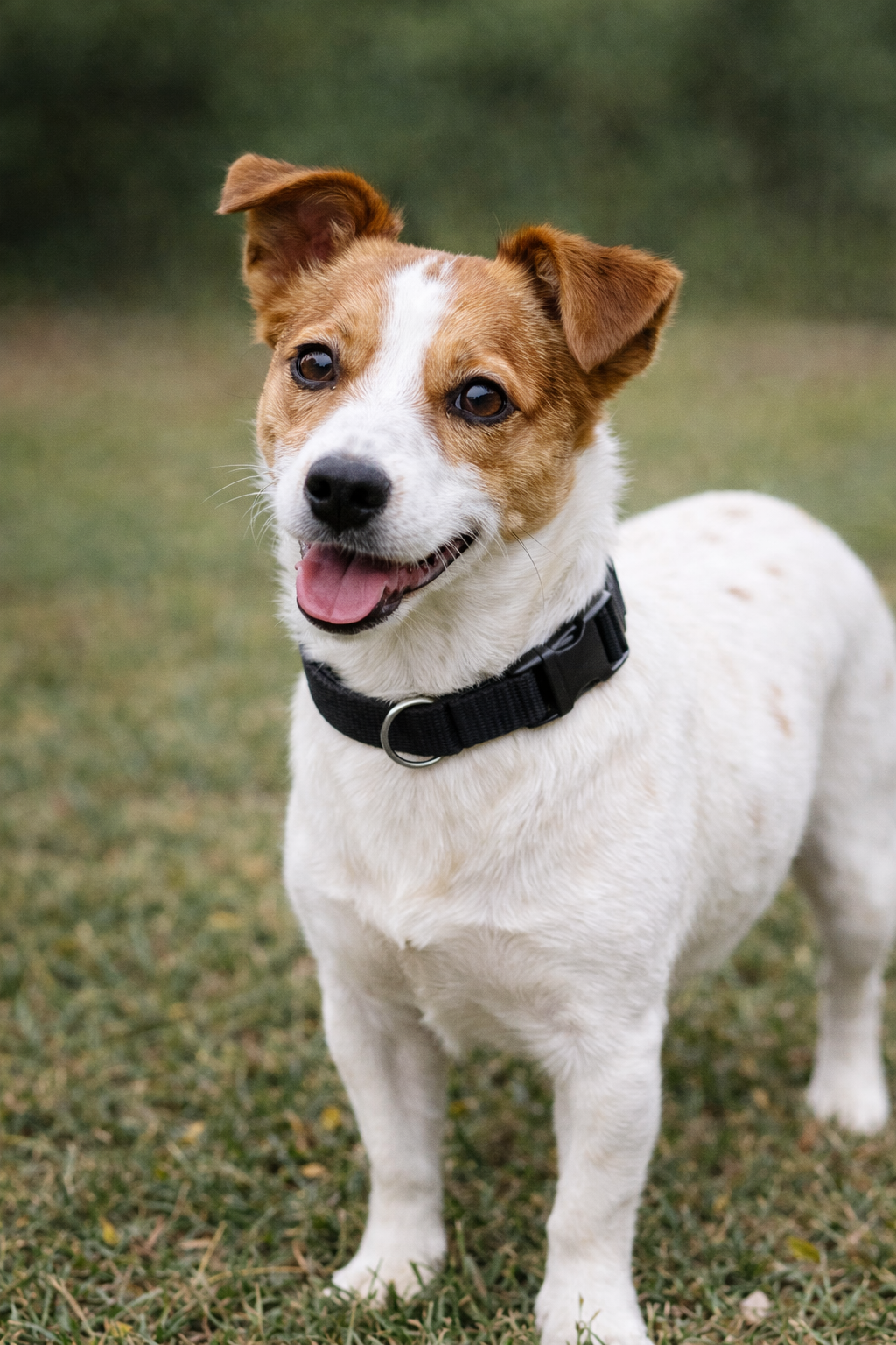 Nylon Collar - Black