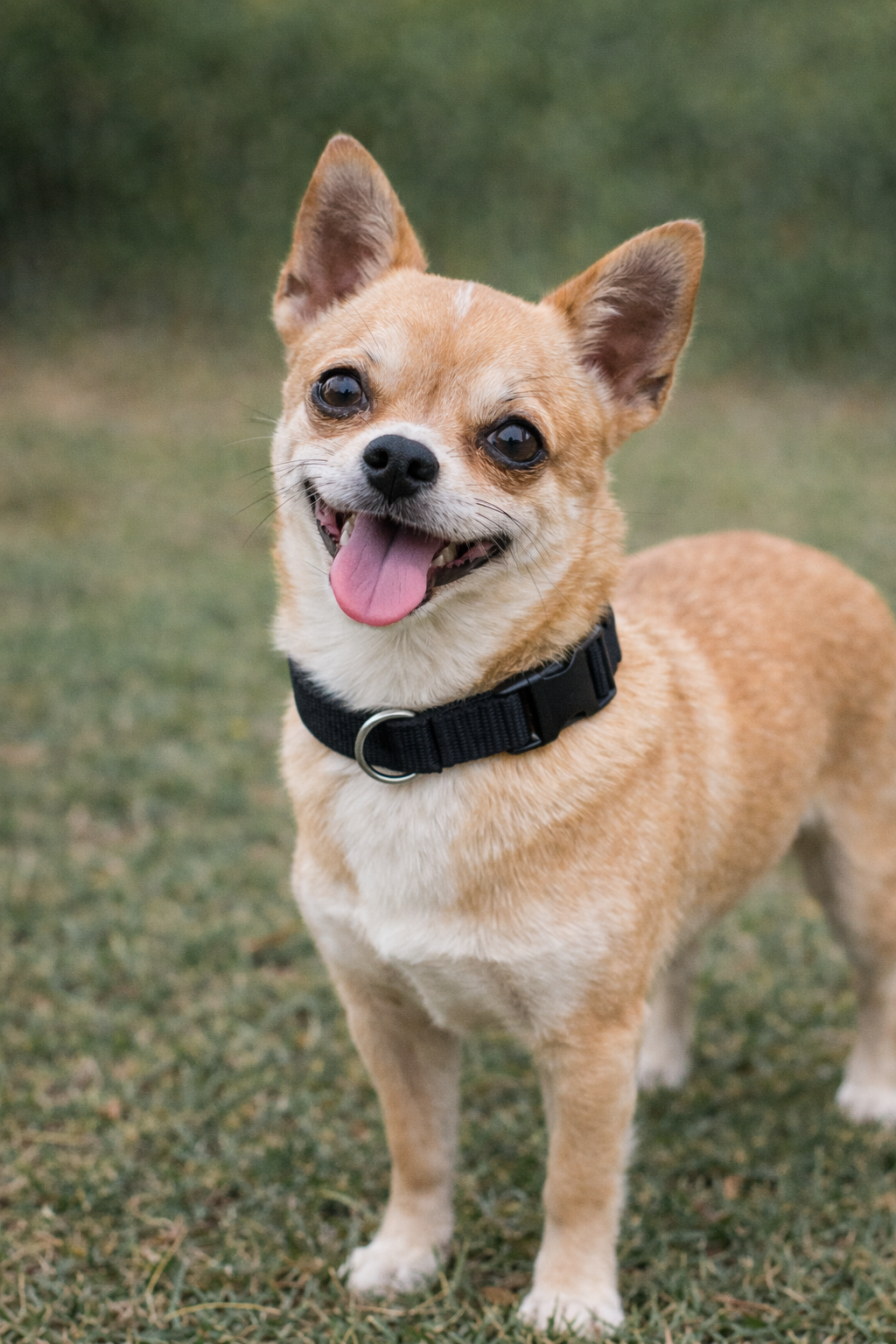 Nylon Collar - Black