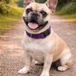 Nylon Collar - Lilac